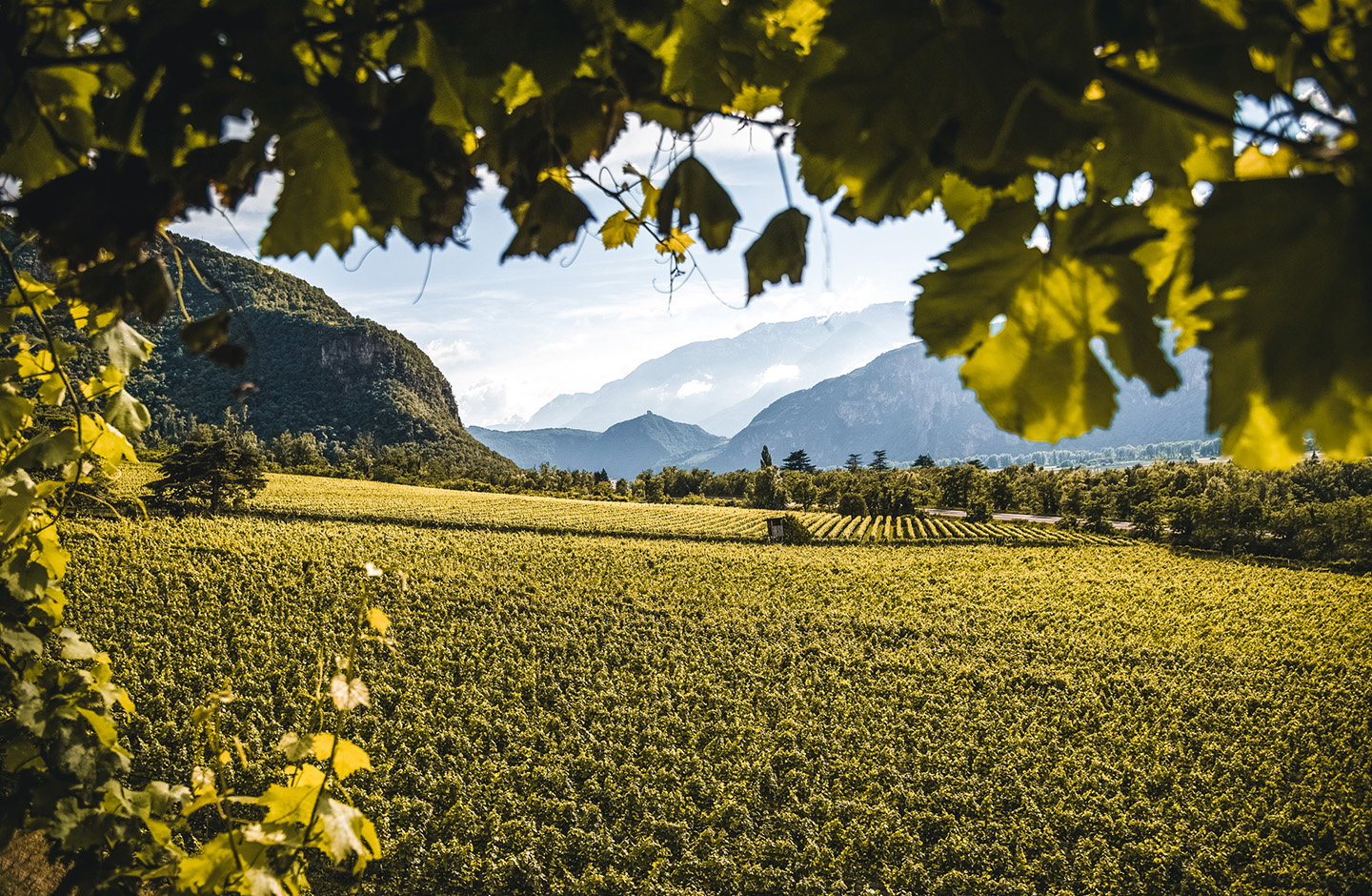 Vigneti dell’Alto Adige ai piedi delle Dolomiti