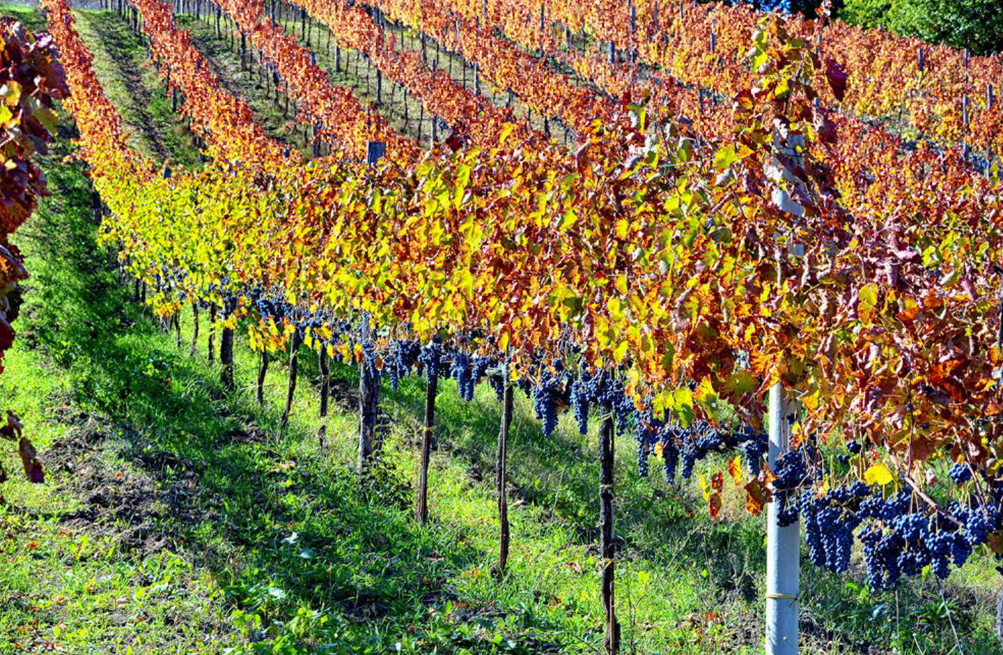 Tenuta De Lisio