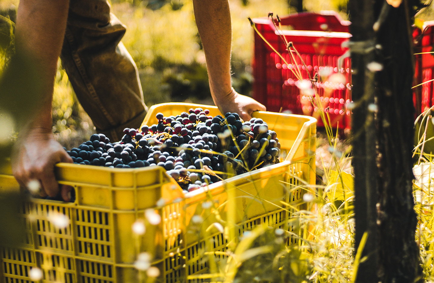 Raccolta di uva Corvina destinata a produzione Chiaretto di Bardolino