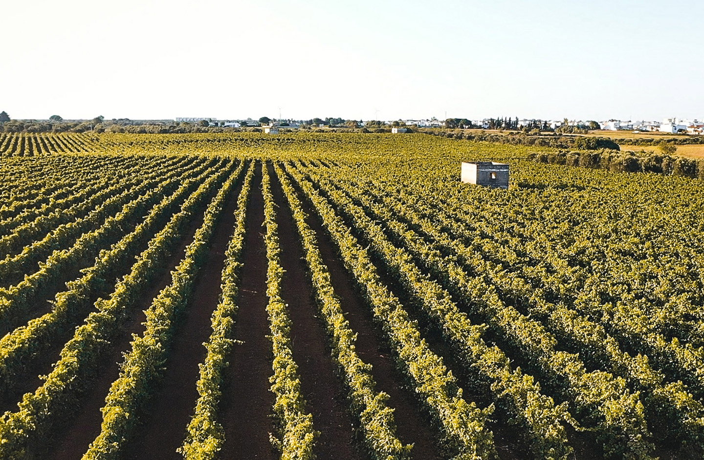 Vigneti del Salice Salentino DOC nella terra rossa del Salento
