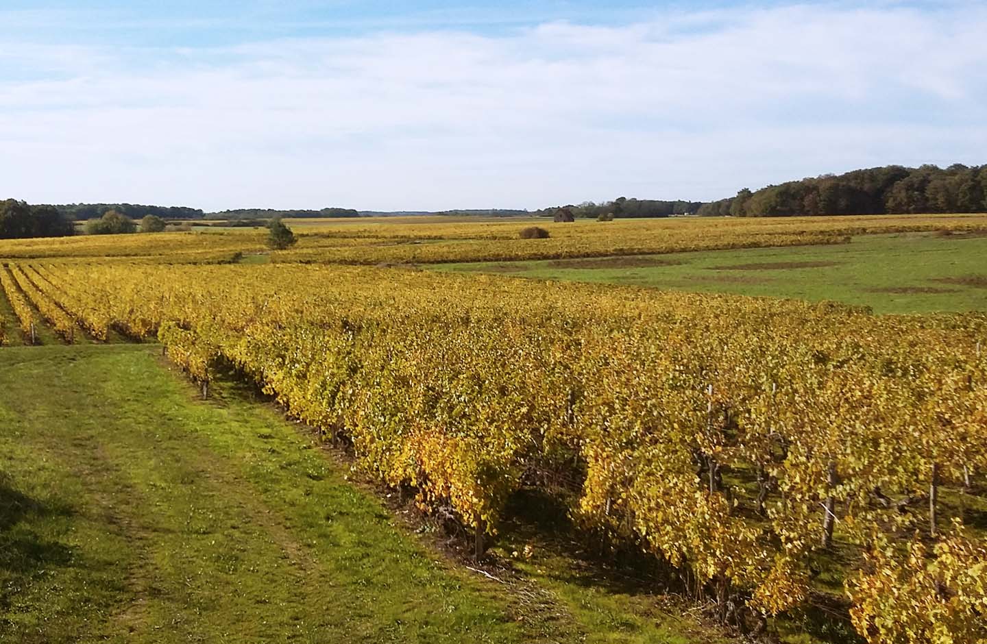 Vigneti pianeggianti nella zona vinicola Val de Loire IGP