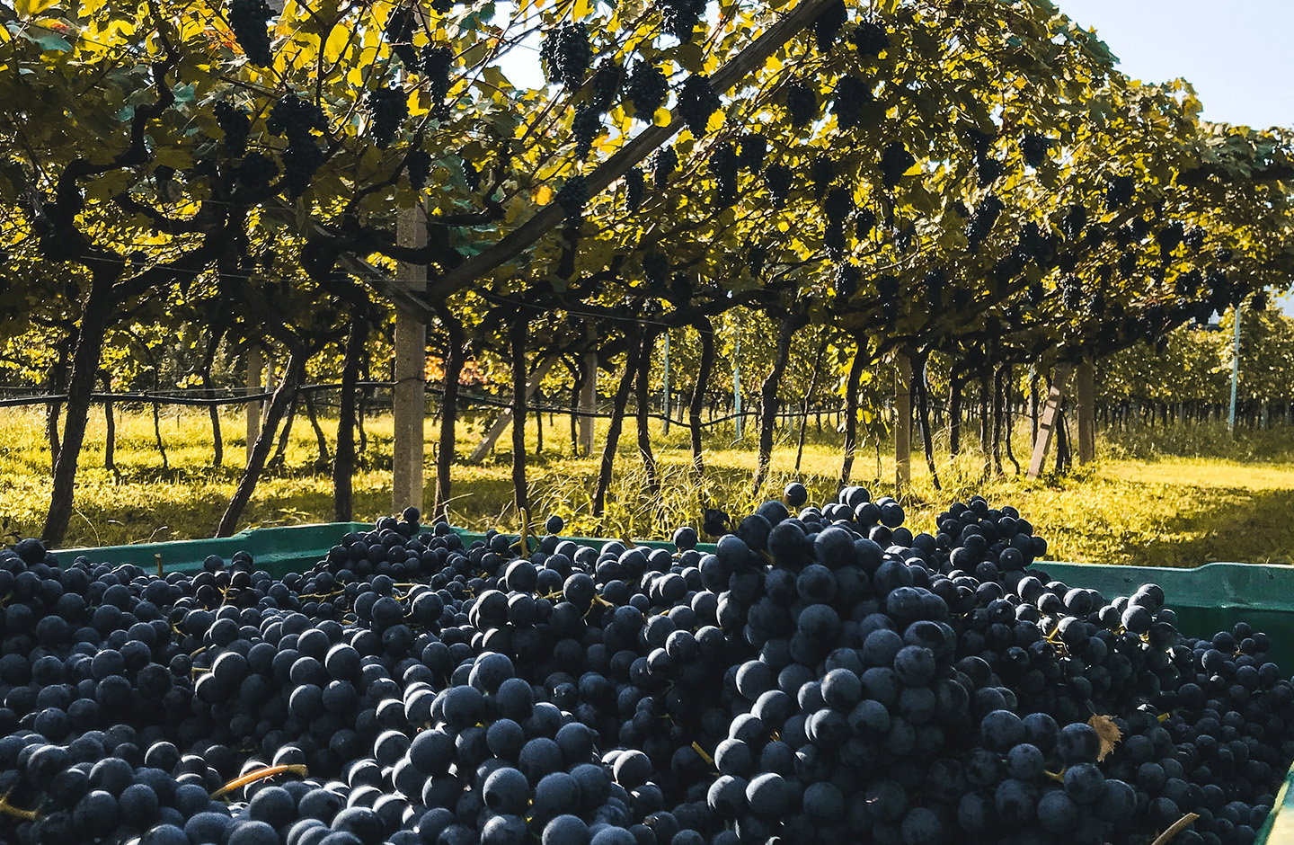 Casse di uva rossa raccolta nei vigneti del Trentino, materia prima per i vini trentini