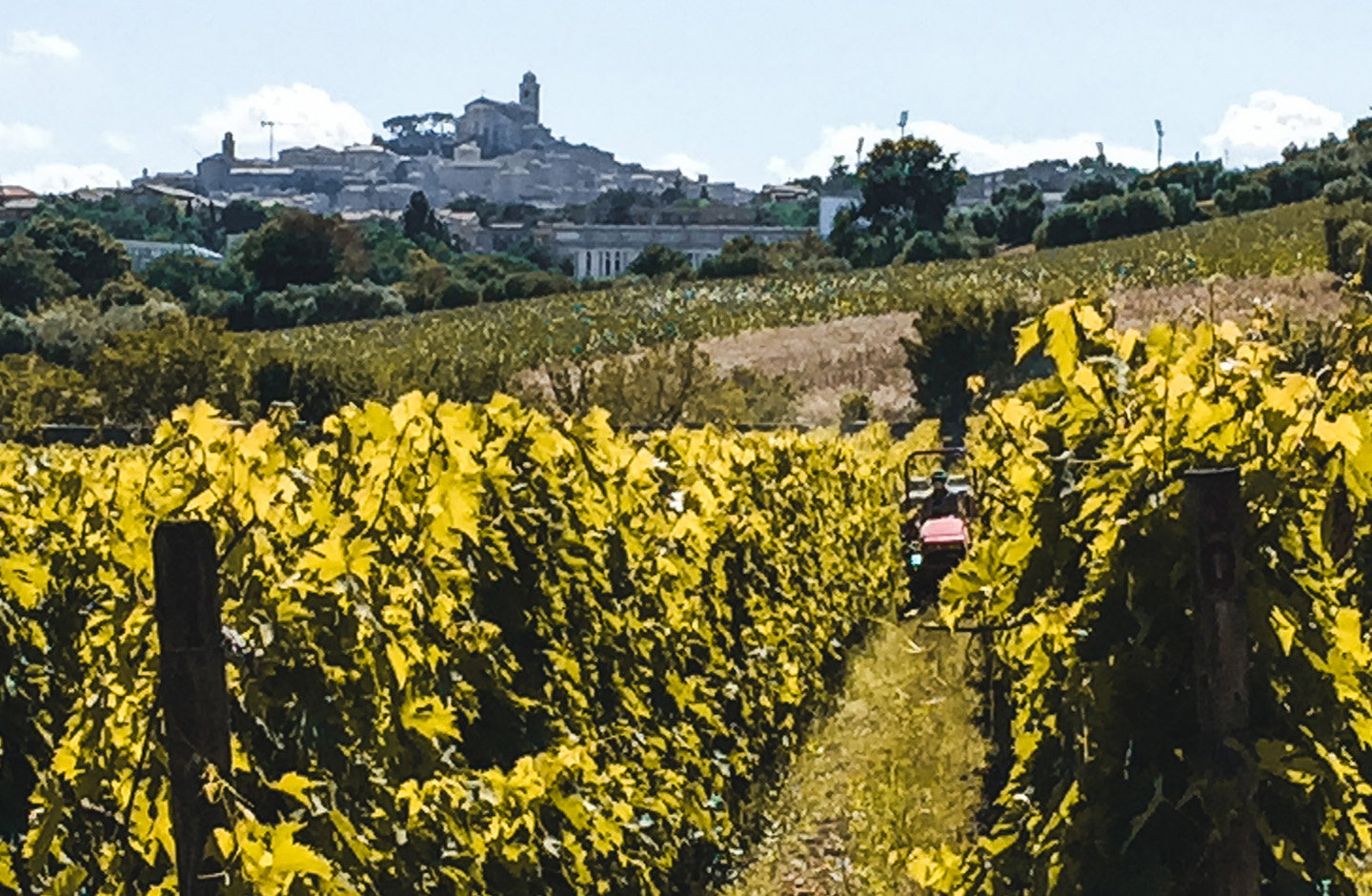 Le Vigne di Franca