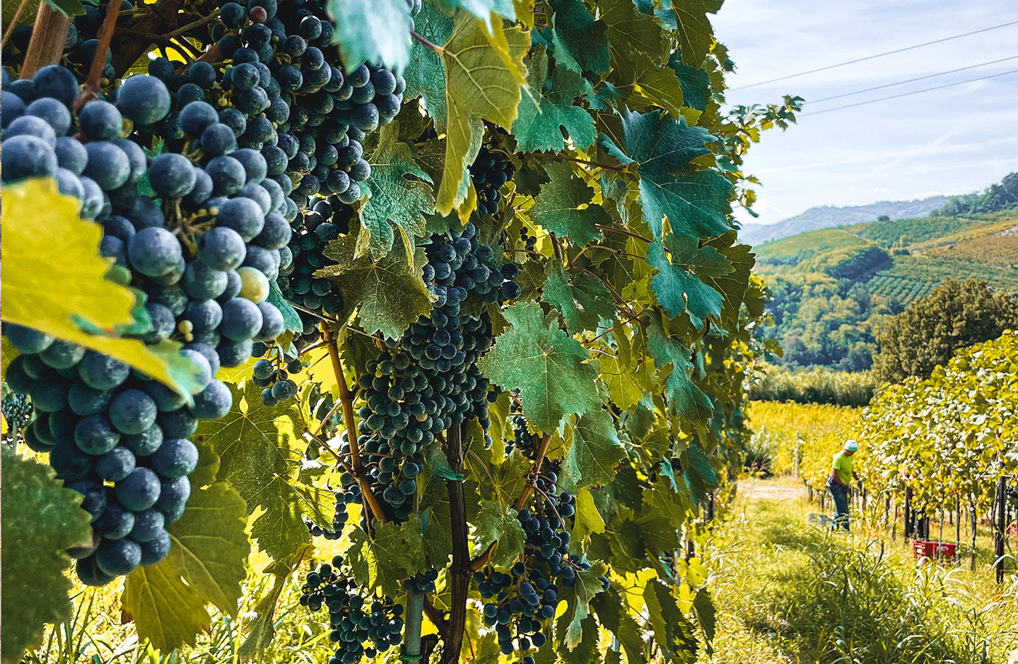 Grappoli di uva Sangiovese maturi tra i filari del vigneto, lavorazione manuale nelle vigne italiane