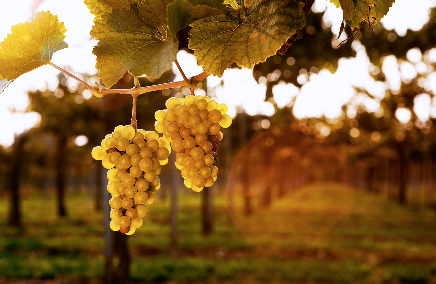 Grappoli d’uva bianca per la produzione di Franciacorta DOCG