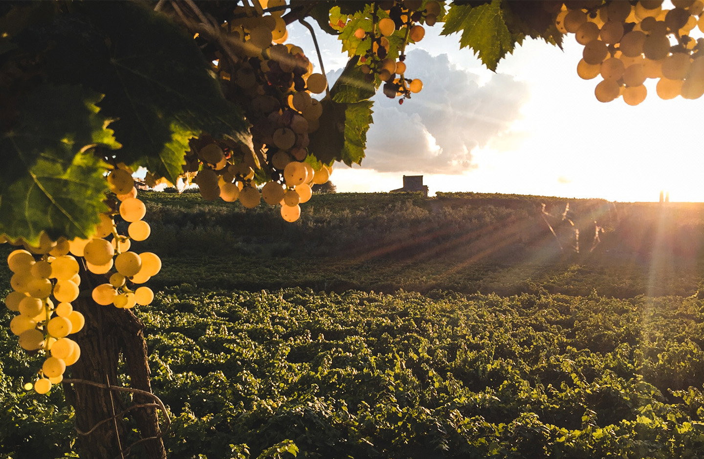 Grappoli di uva Malvasia dorata al tramonto in vigneto italiano