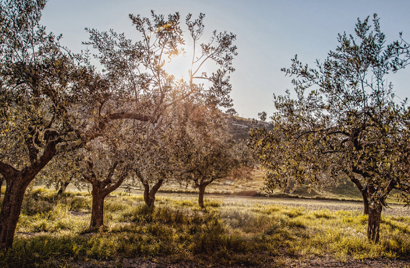 D'Alesio Giovanni e Mario