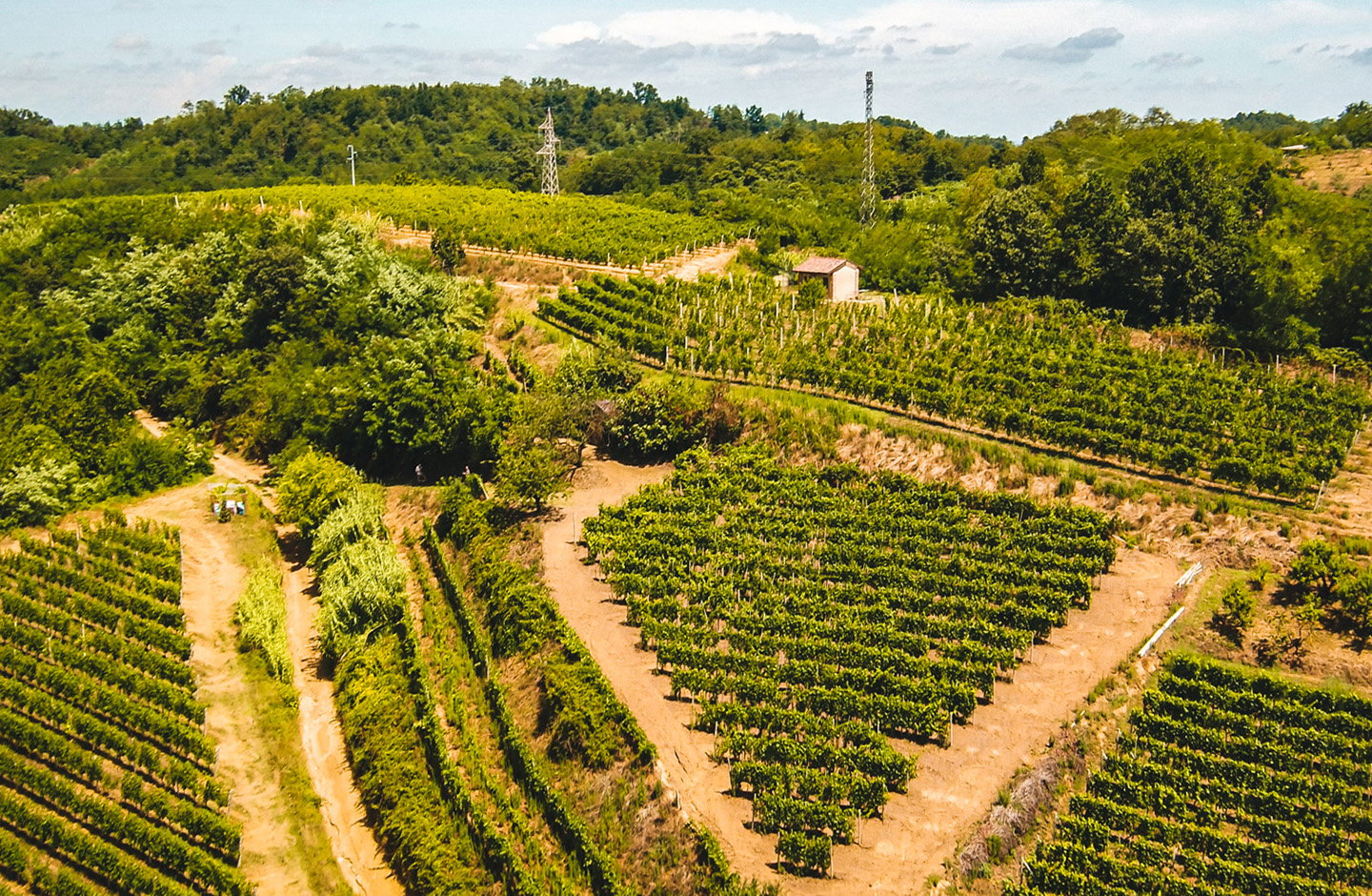 Vigneti di Bonarda tra le colline dell’Oltrepò Pavese