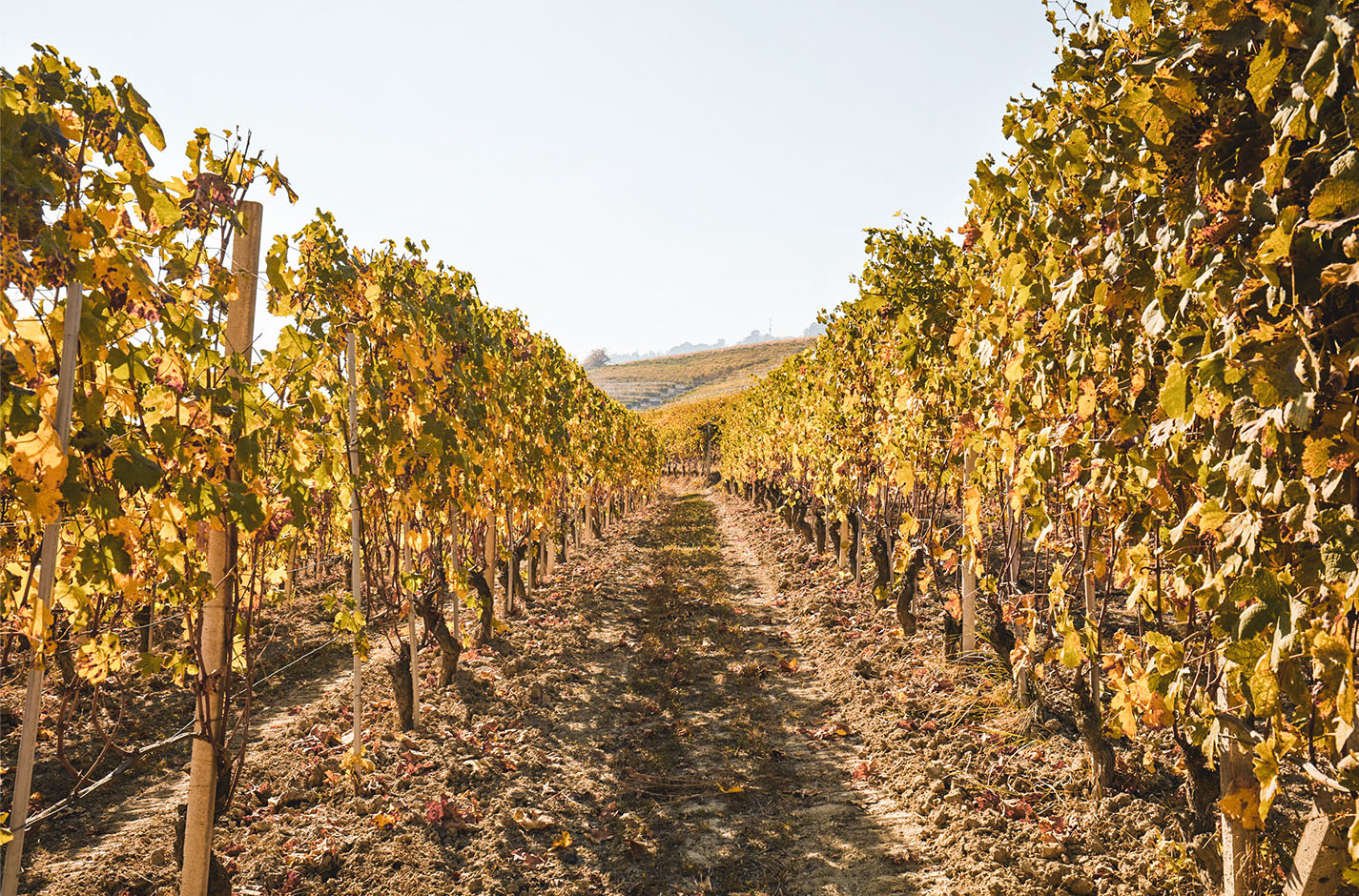 Filari di vigneti di Fiano in autunno