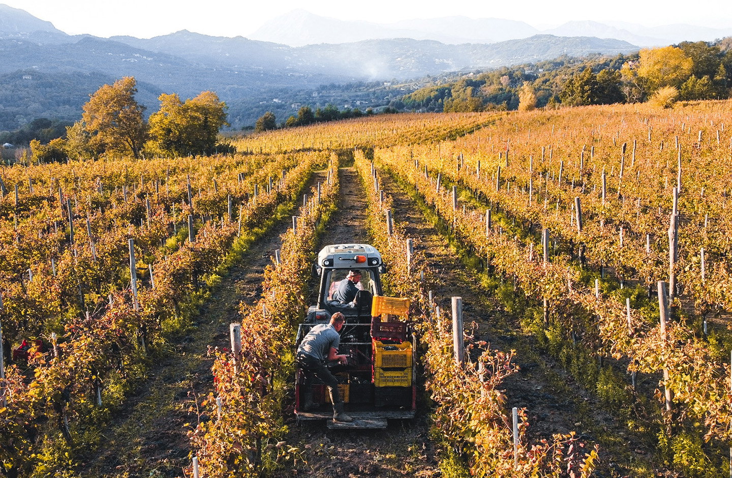 Vendemmia di Greco di Tufo DOCG in Campania con trattore e cassette d’uva