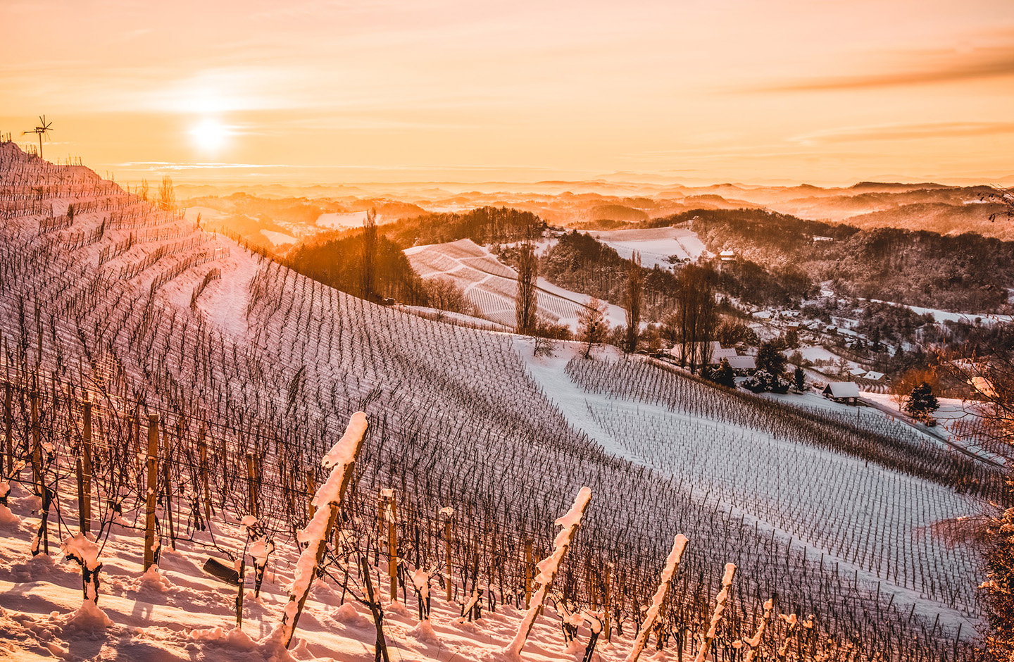 Vigneto di Marzemino in inverno, filari coperti di neve sulle colline trentine.