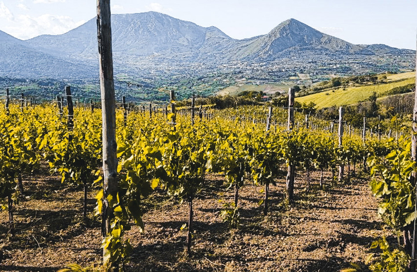 Vigneti della Falanghina del Sannio sulle colline campane