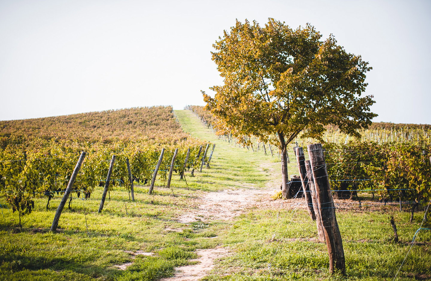 Vigneti collinari nel Monferrato, cuore della Barbera d'Asti DOCG