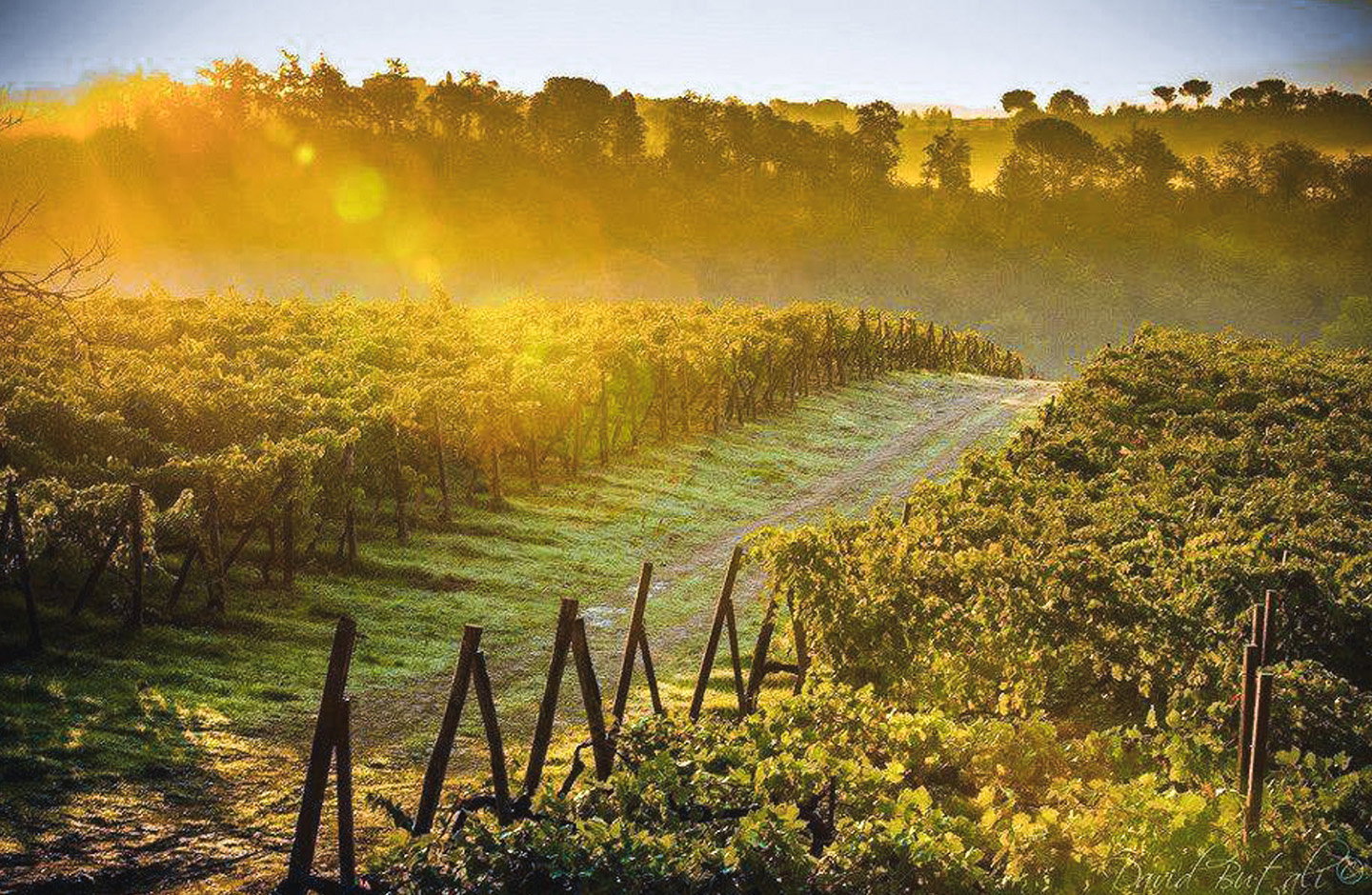ilari di vigneti al tramonto nelle colline della Lombardia, regione di spumanti e vini DOCG come il Franciacorta