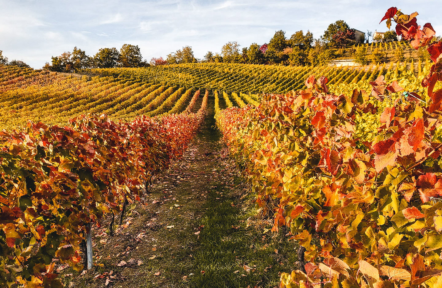 Tenuta Borri