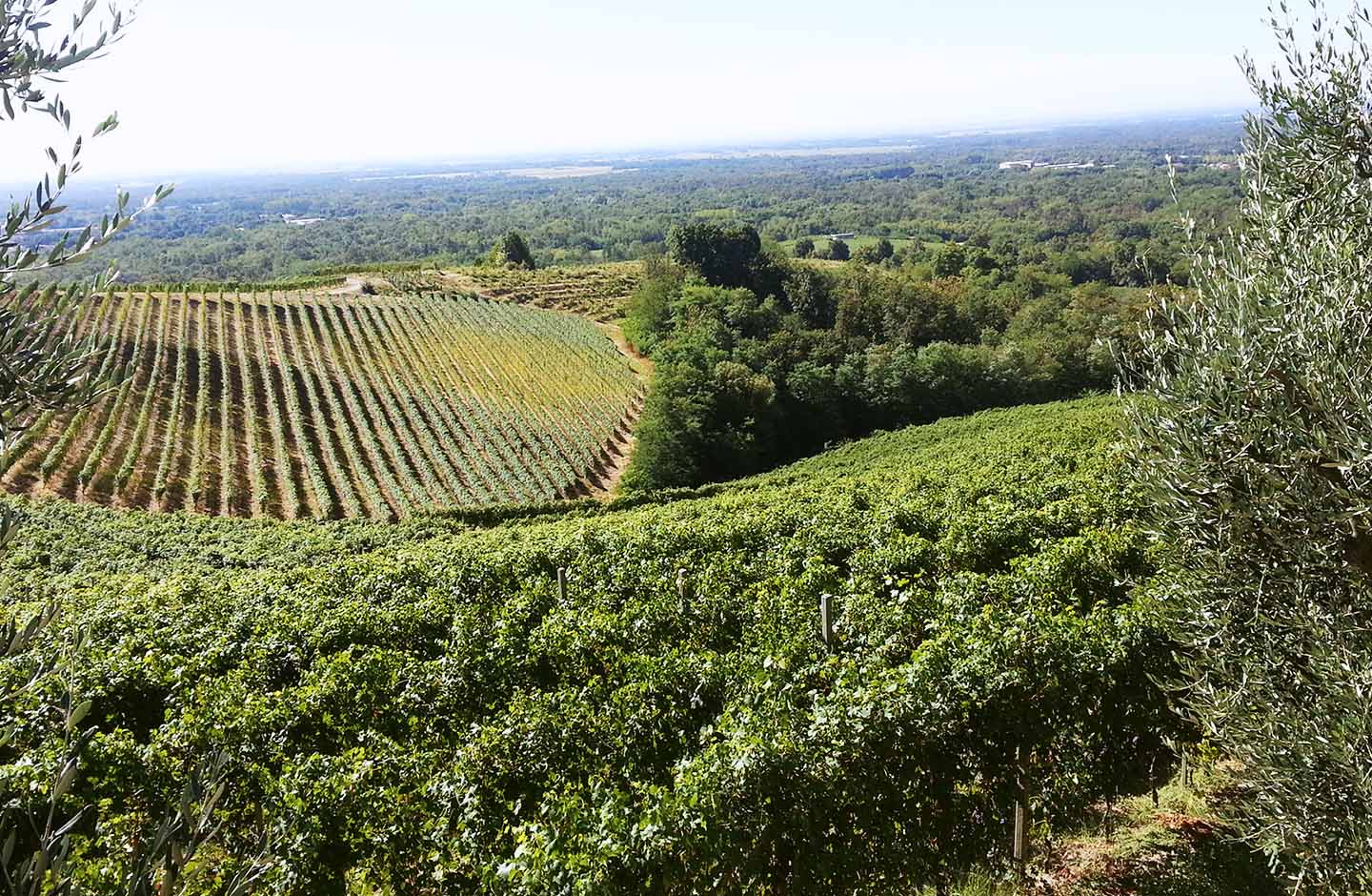 Travaglini Giancarlo Gattinara