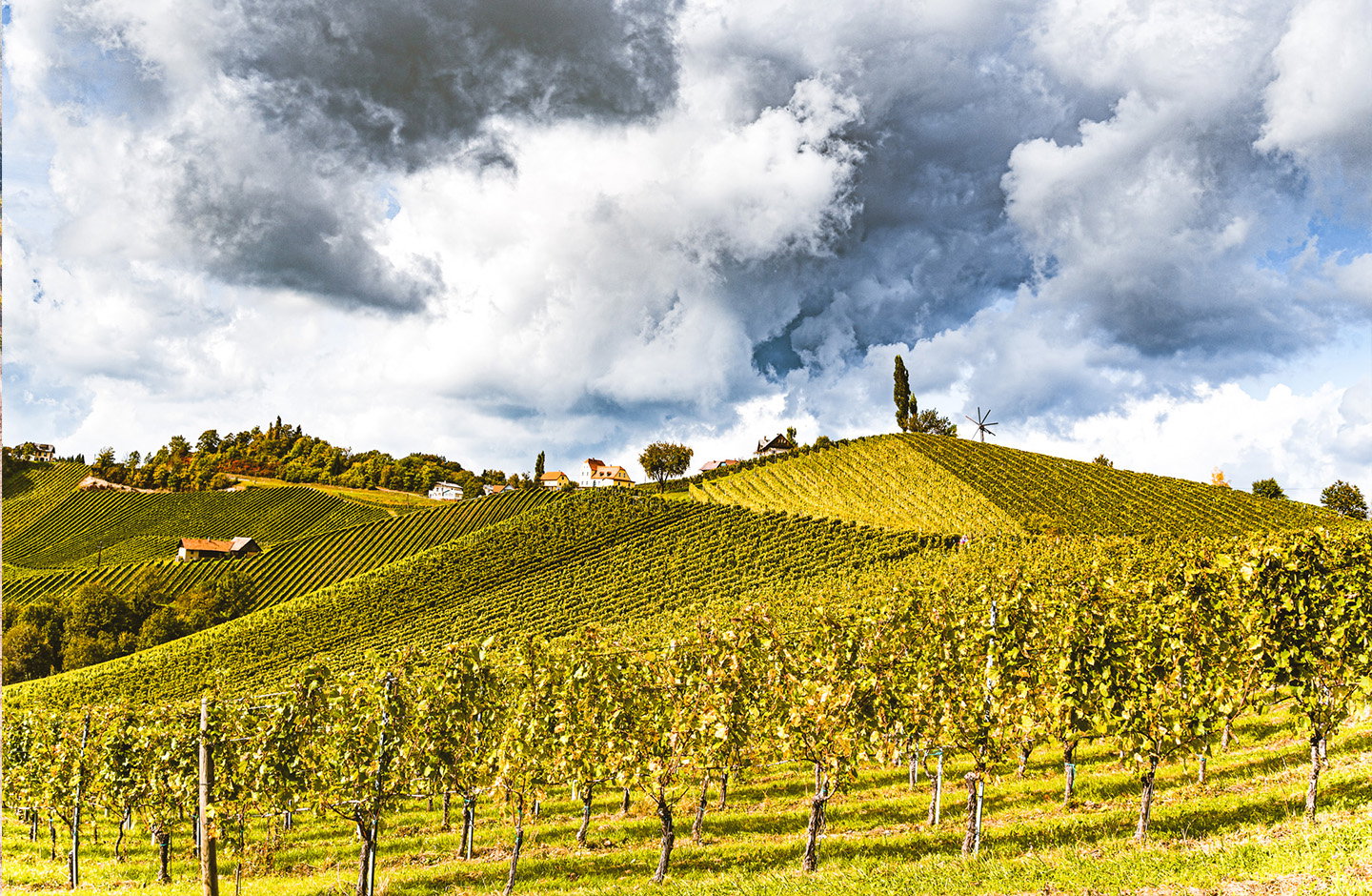 Vigneti di Müller Thurgau su colline verdi, paesaggio vitivinicolo italiano con case rurali e cielo nuvoloso.