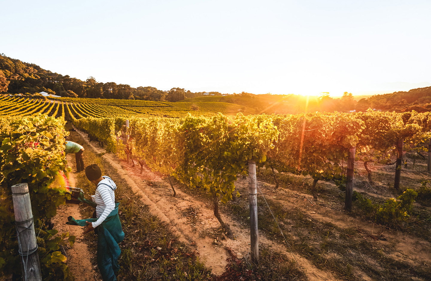 Vigneti assolati del Salento durante la vendemmia al tramonto, raccolta manuale dell’uva in Puglia