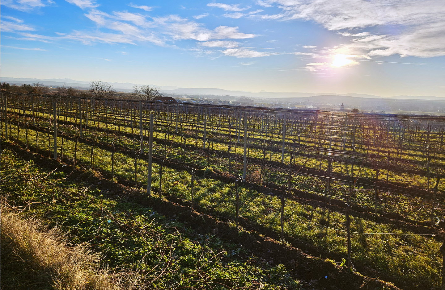 Vigneti illuminati dal sole al tramonto, filari ordinati per la produzione di spumanti di alta qualità