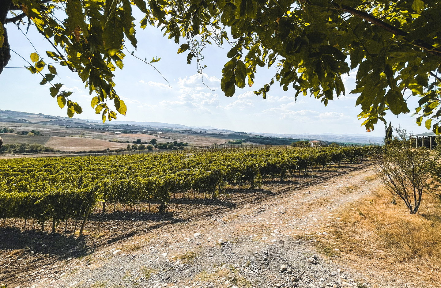 Vigneti del Roero DOCG sulle colline sabbiose del Piemonte