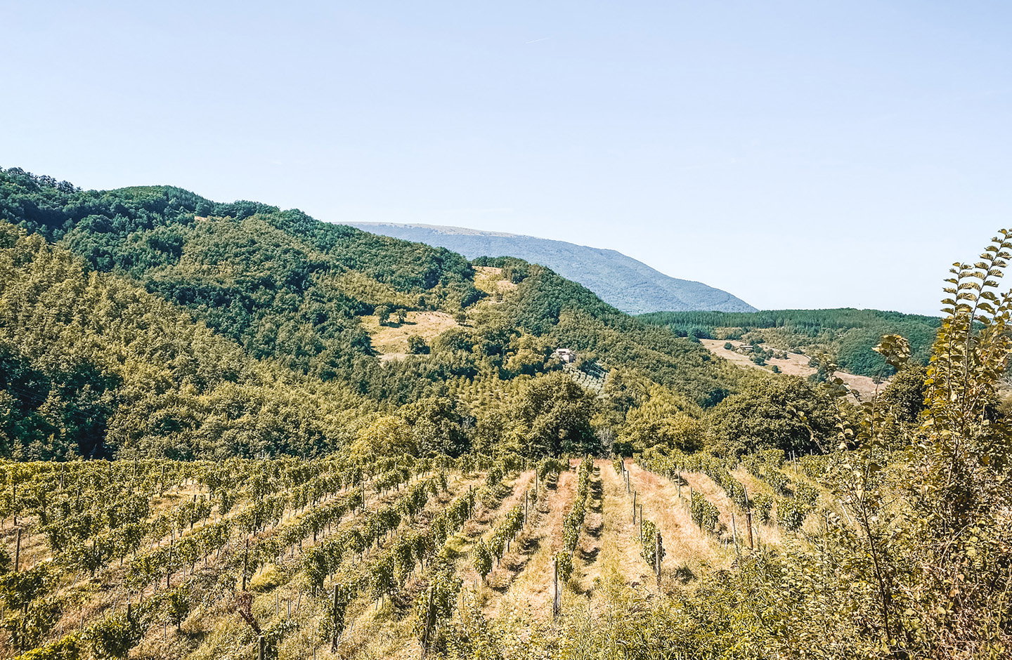 Tenuta Baroni Campanino
