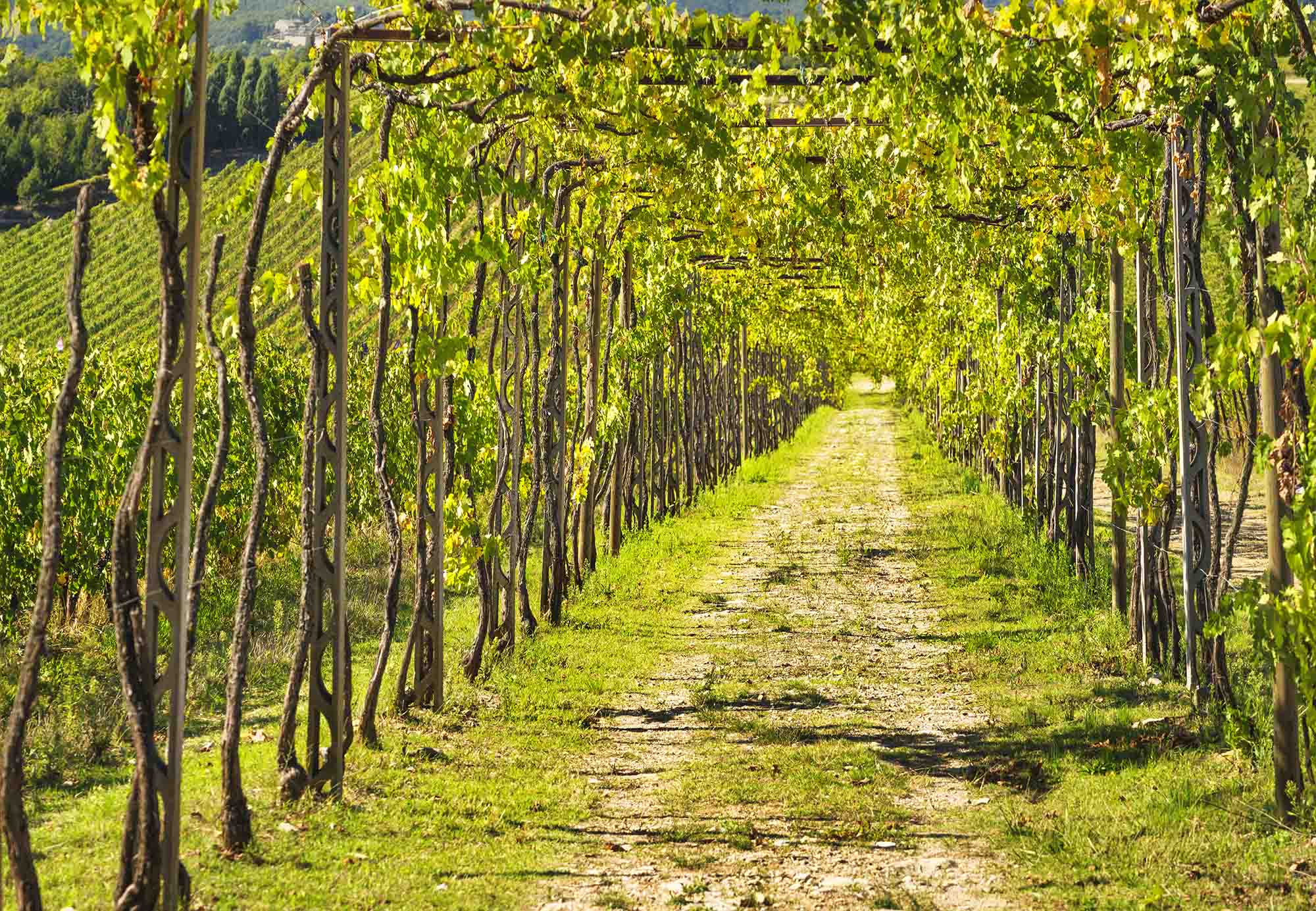 Filari di vigneti del Muscadet Sèvre et Maine sotto il sole