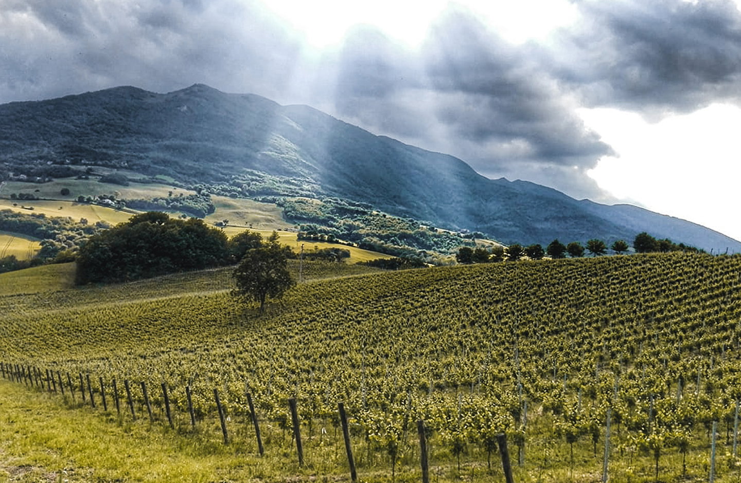 Tenuta Piano di Rustano