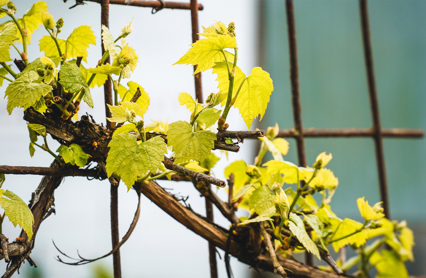grapes leaves in spring