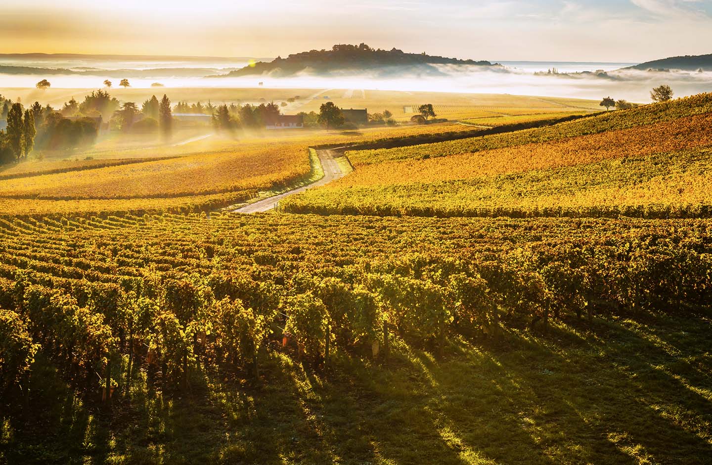 Vigneti collinari in autunno nella Valle della Loira, una delle regioni vinicole più rinomate di Francia