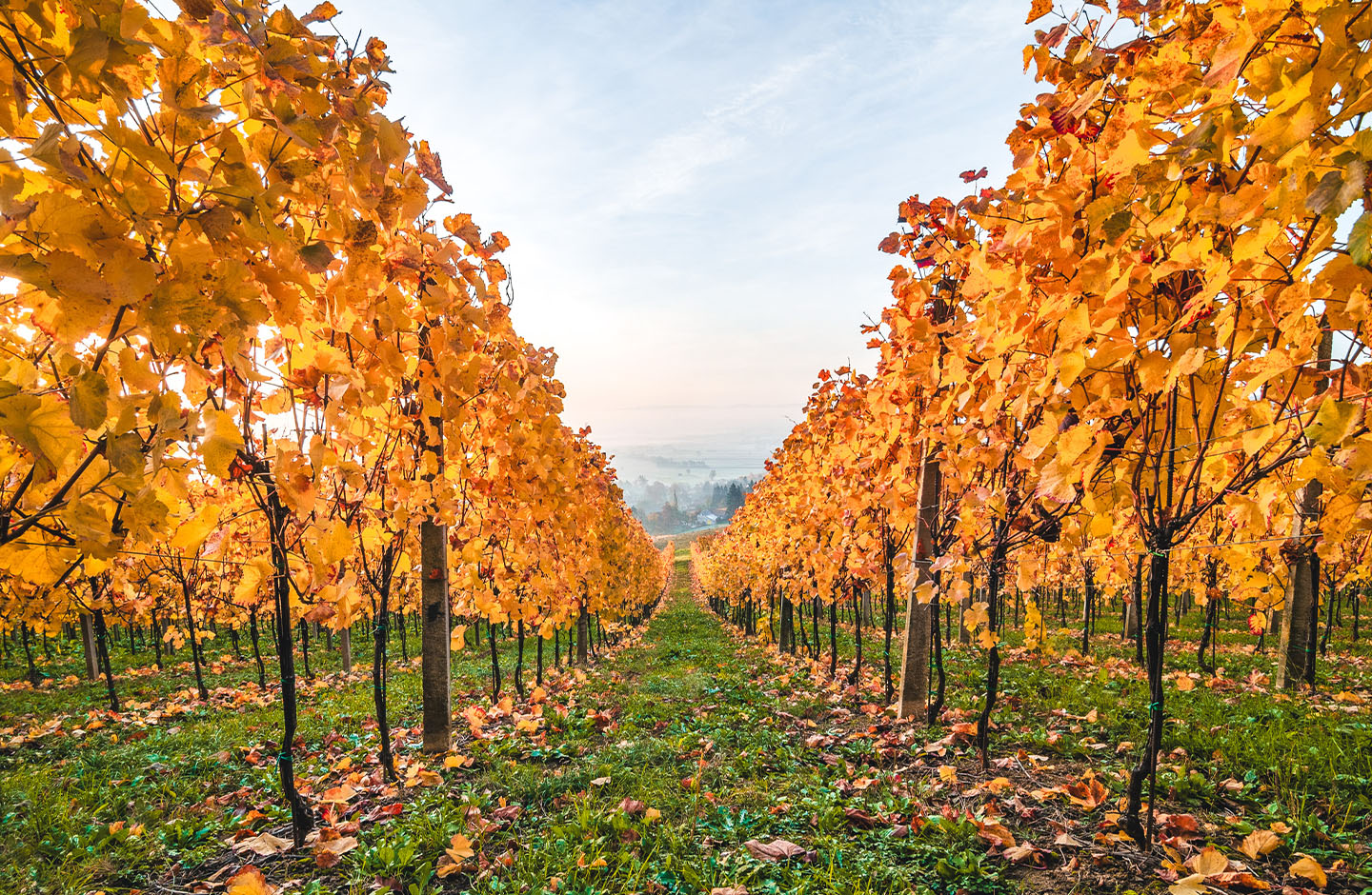 Vendemmia autunnale nei vigneti - Migliori vini per l'autunno