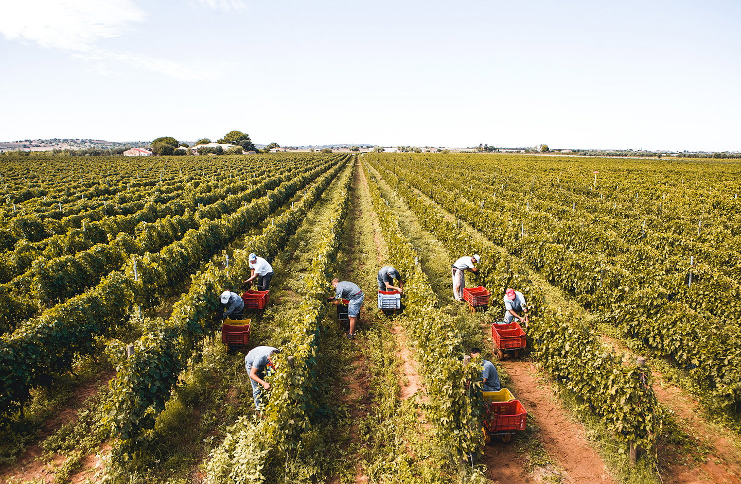 Vendemmia nelle vigne di Nero d’Avola in Sicilia, raccolta manuale delle uve rosse tra i filari.