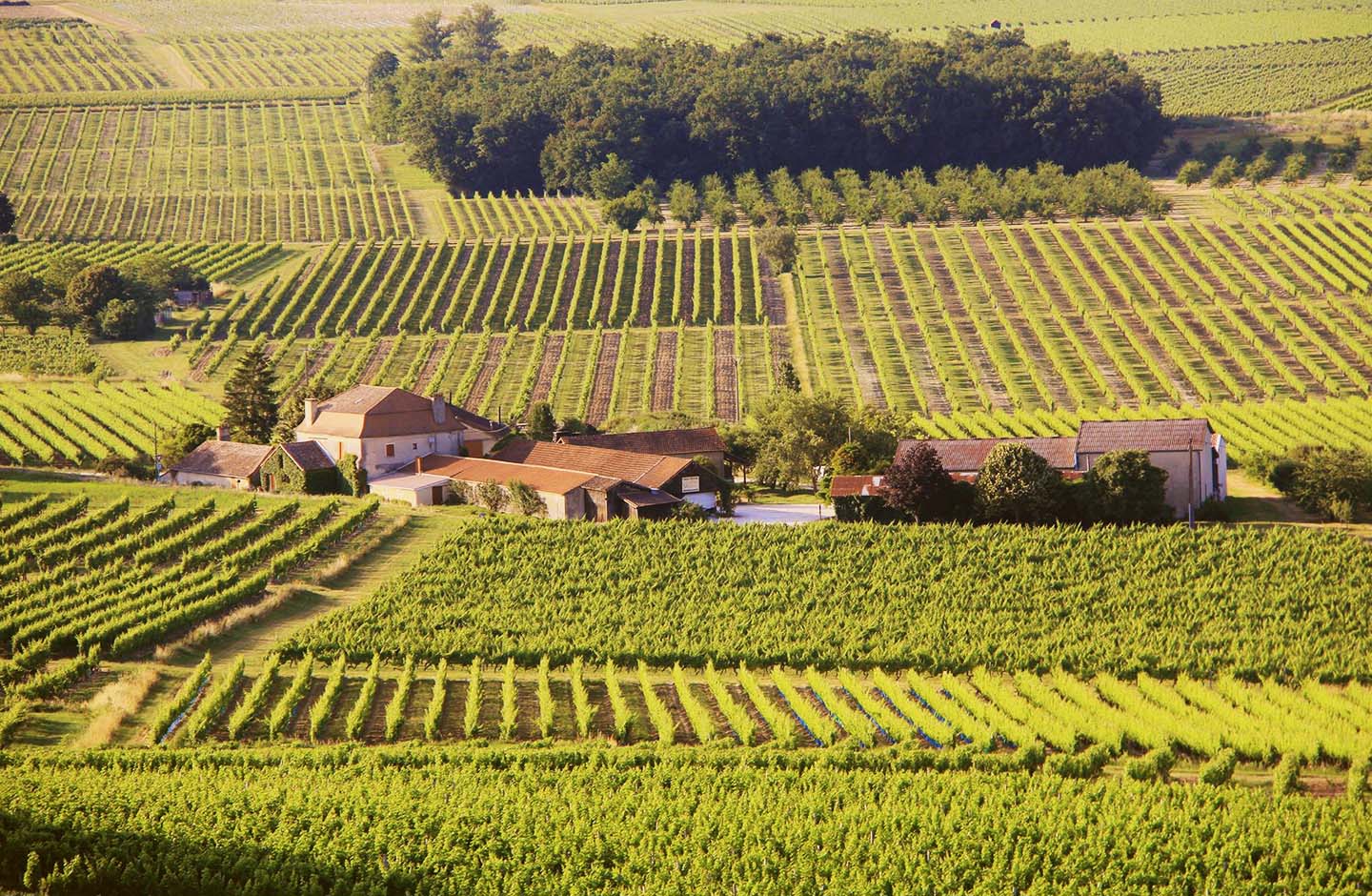 Veduta di una tenuta vinicola circondata da vigneti a Bergerac, nella regione sud-occidentale della Francia