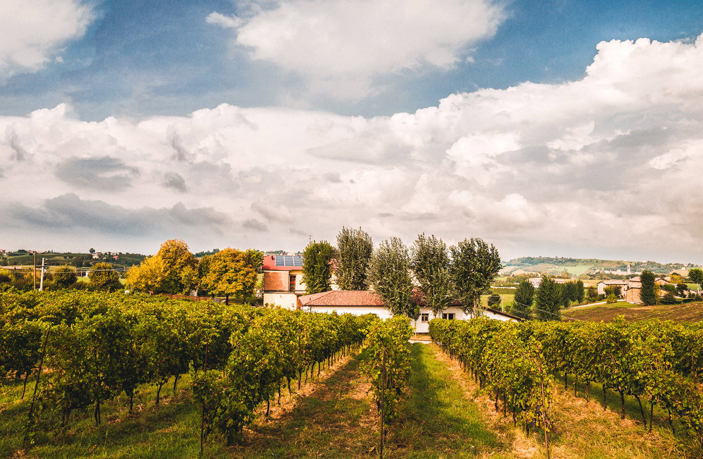 Vigneti di Lambrusco Grasparossa di Castelvetro in Emilia-Romagna, filari di uva tipici della denominazione