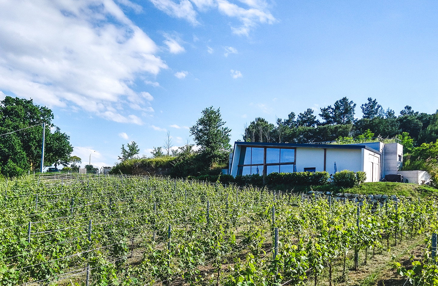 Vigna della Cava