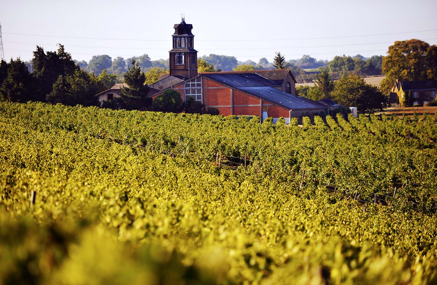 Vigneti di Coteaux du Layon AOP con uva Chenin Blanc