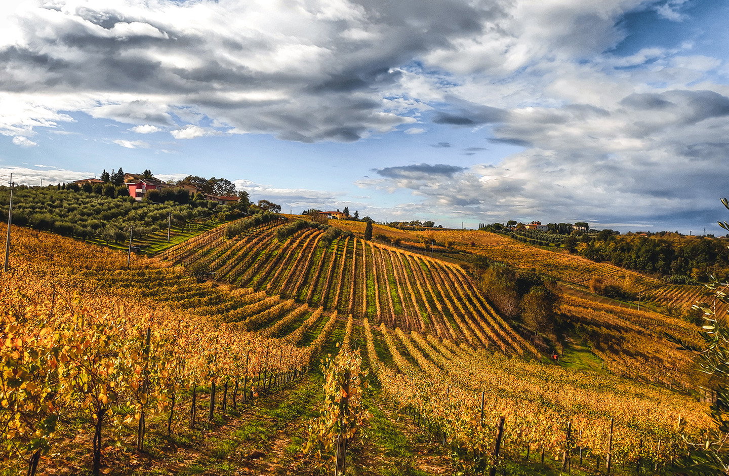 Vigneti toscani dorati al tramonto, terra d’origine della Vernaccia