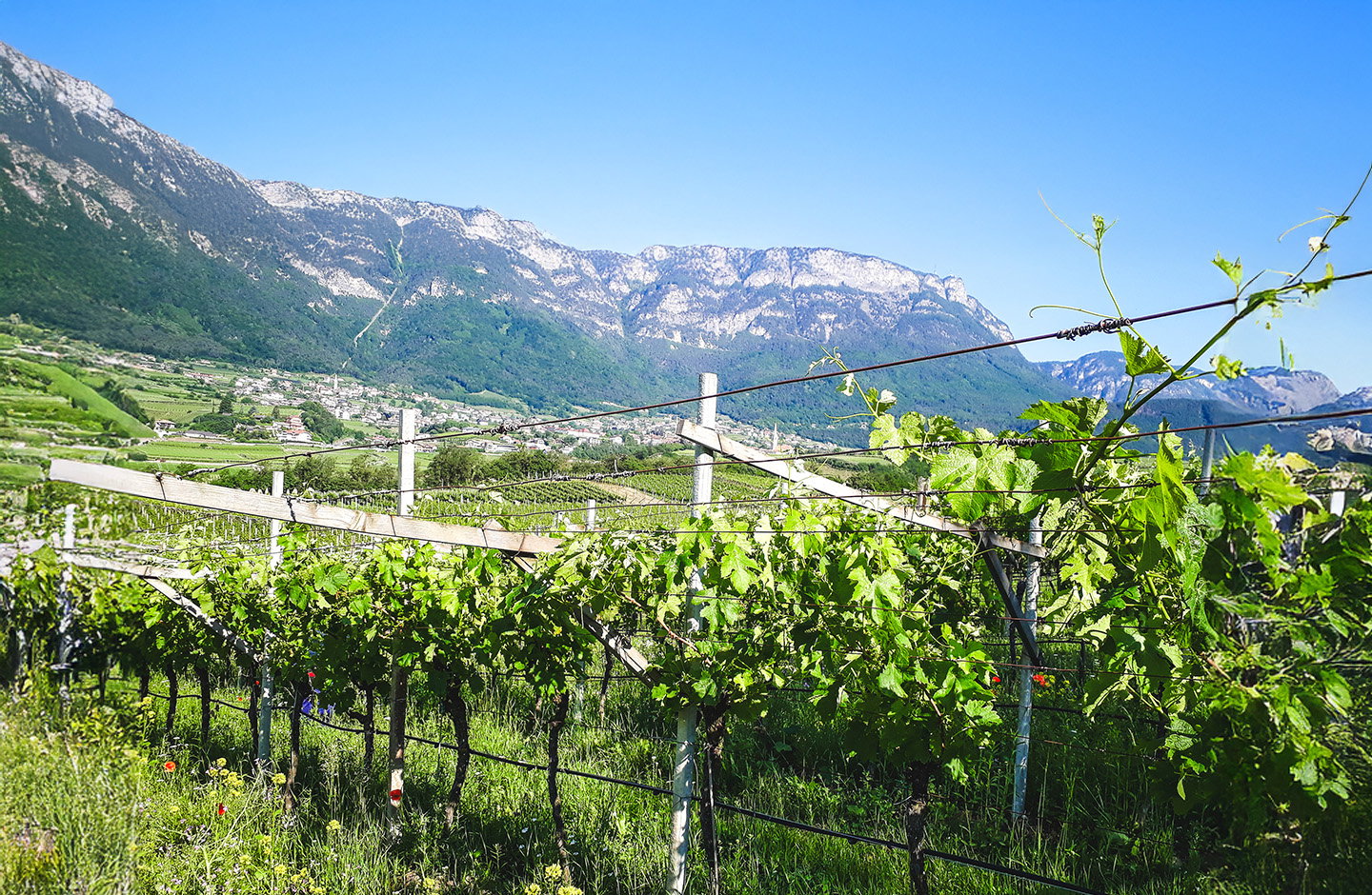 WeinGut Seppi