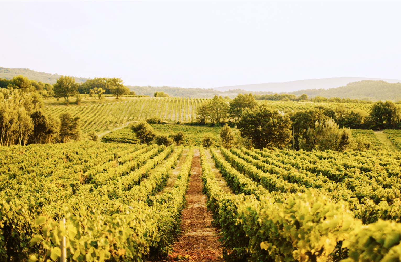 Vigneti collinari del Luberon immersi nella natura al tramonto