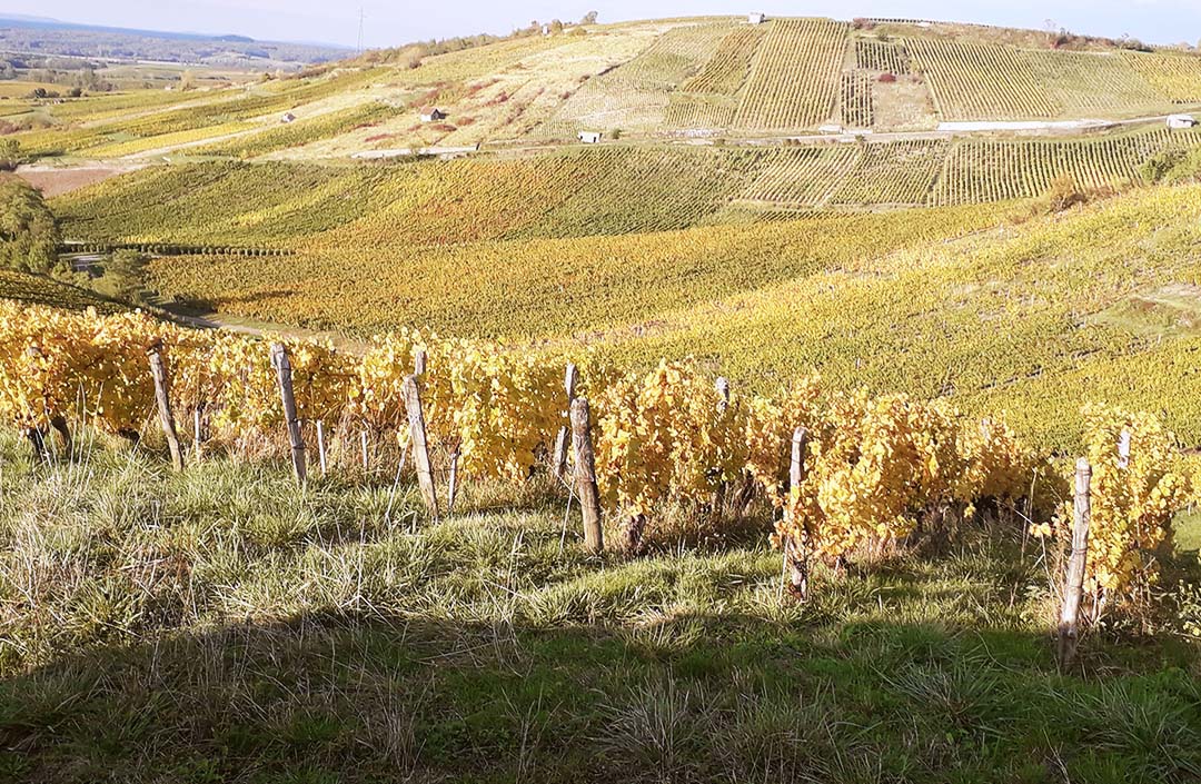 Vigneti Jura in autunno, filari di viti con foglie gialle