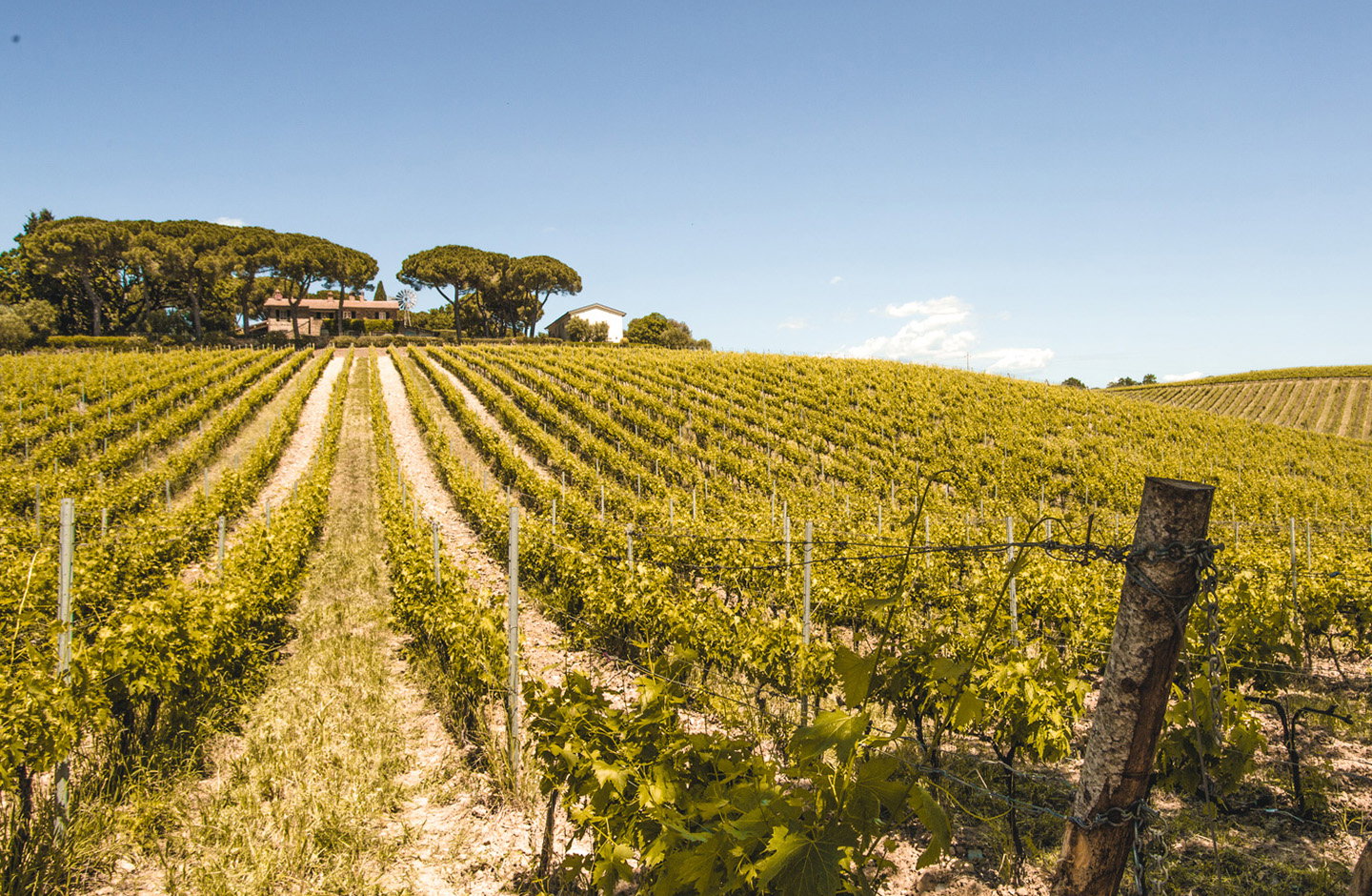 Fattoria di Magliano
