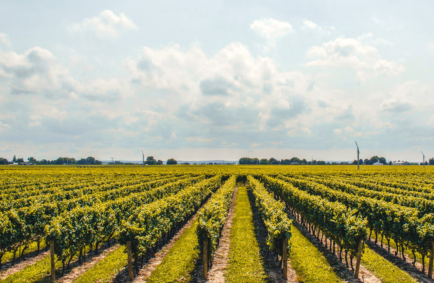 Filari di vigneti in Friuli Venezia Giulia, paesaggio vitivinicolo
