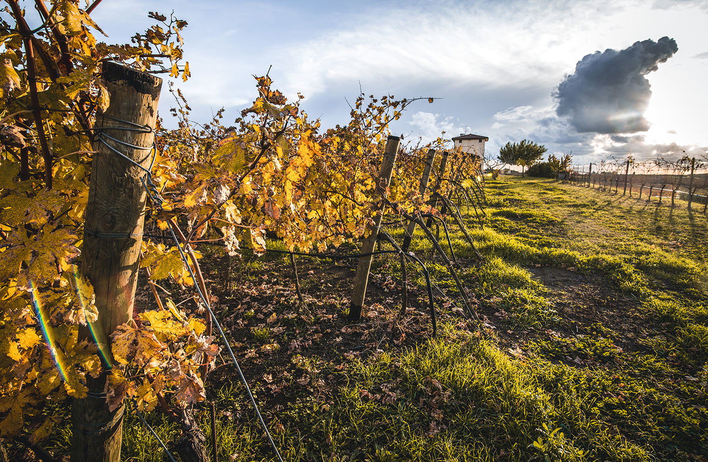 Vigneto del Lazio in autunno con foglie gialle e casale sullo sfondo