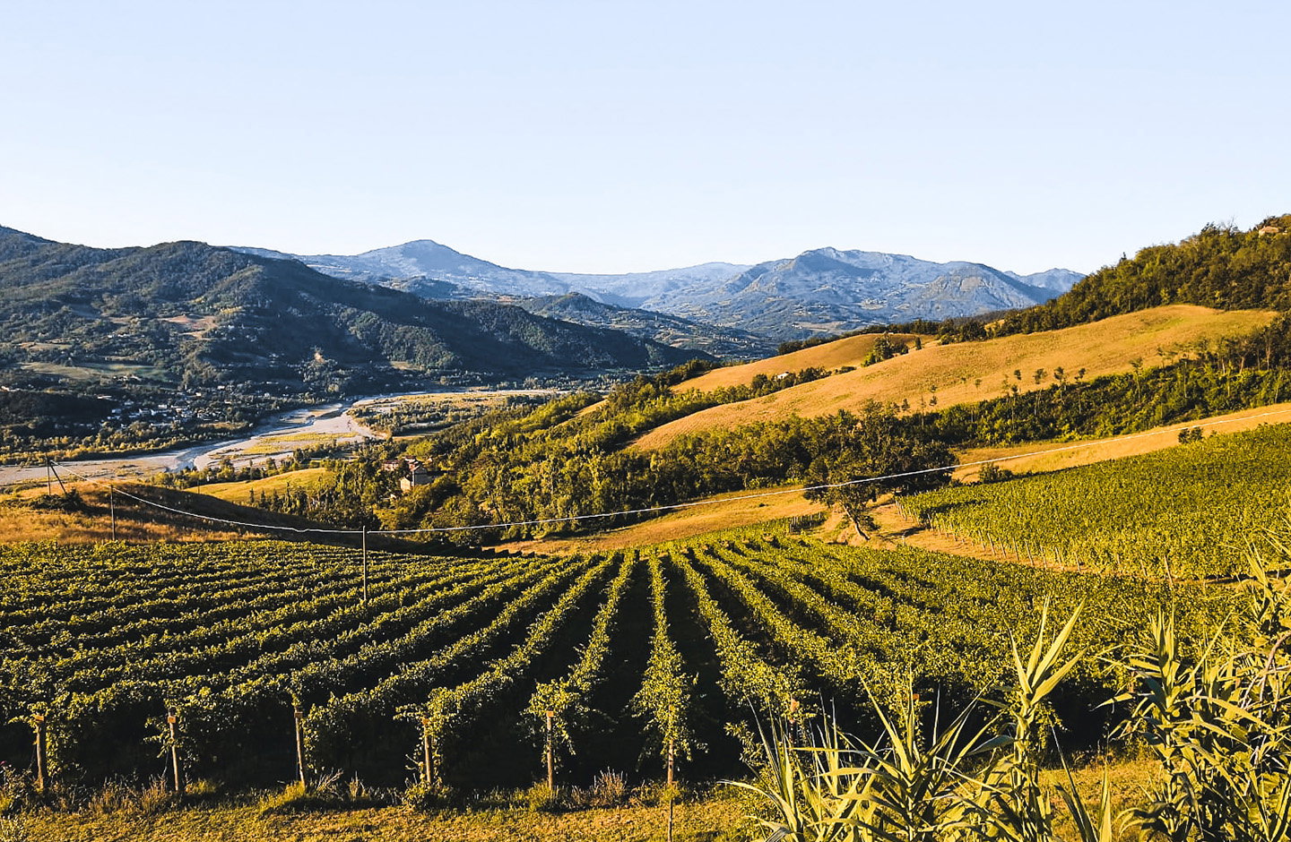 Vigneti ordinati sulle colline della DOC Colli Piacentini al tramonto