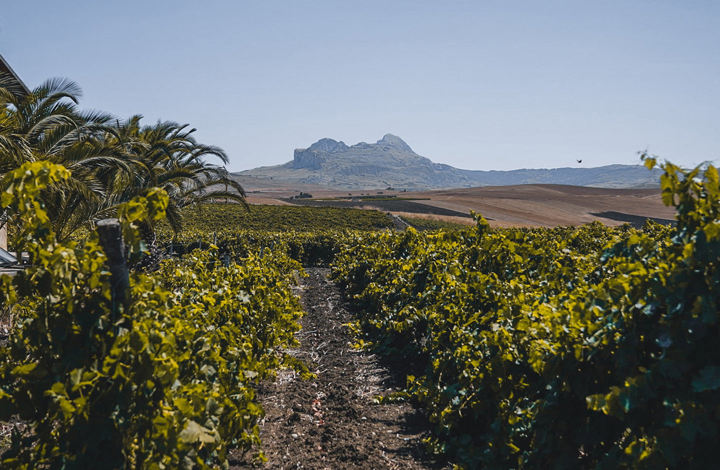 Principe di Corleone