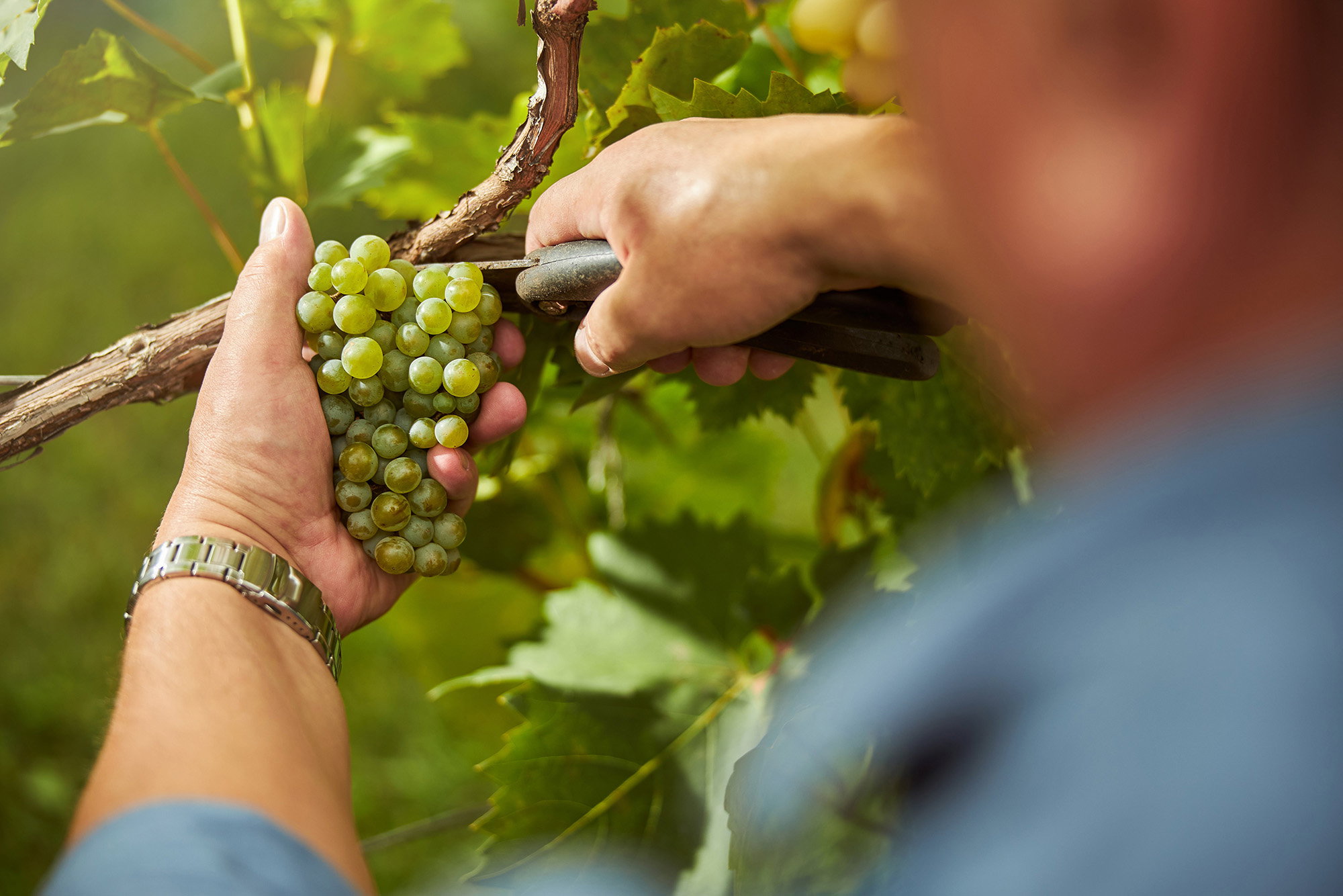 Banner taglio vite influenzata da terroir