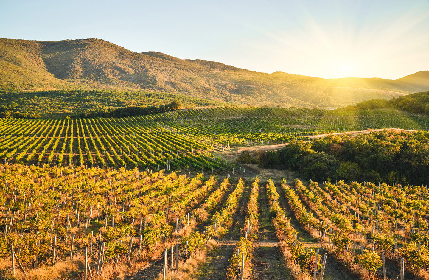 Vigneto di Lambrusco visto dall’alto, filari ordinati in Emilia Romagna