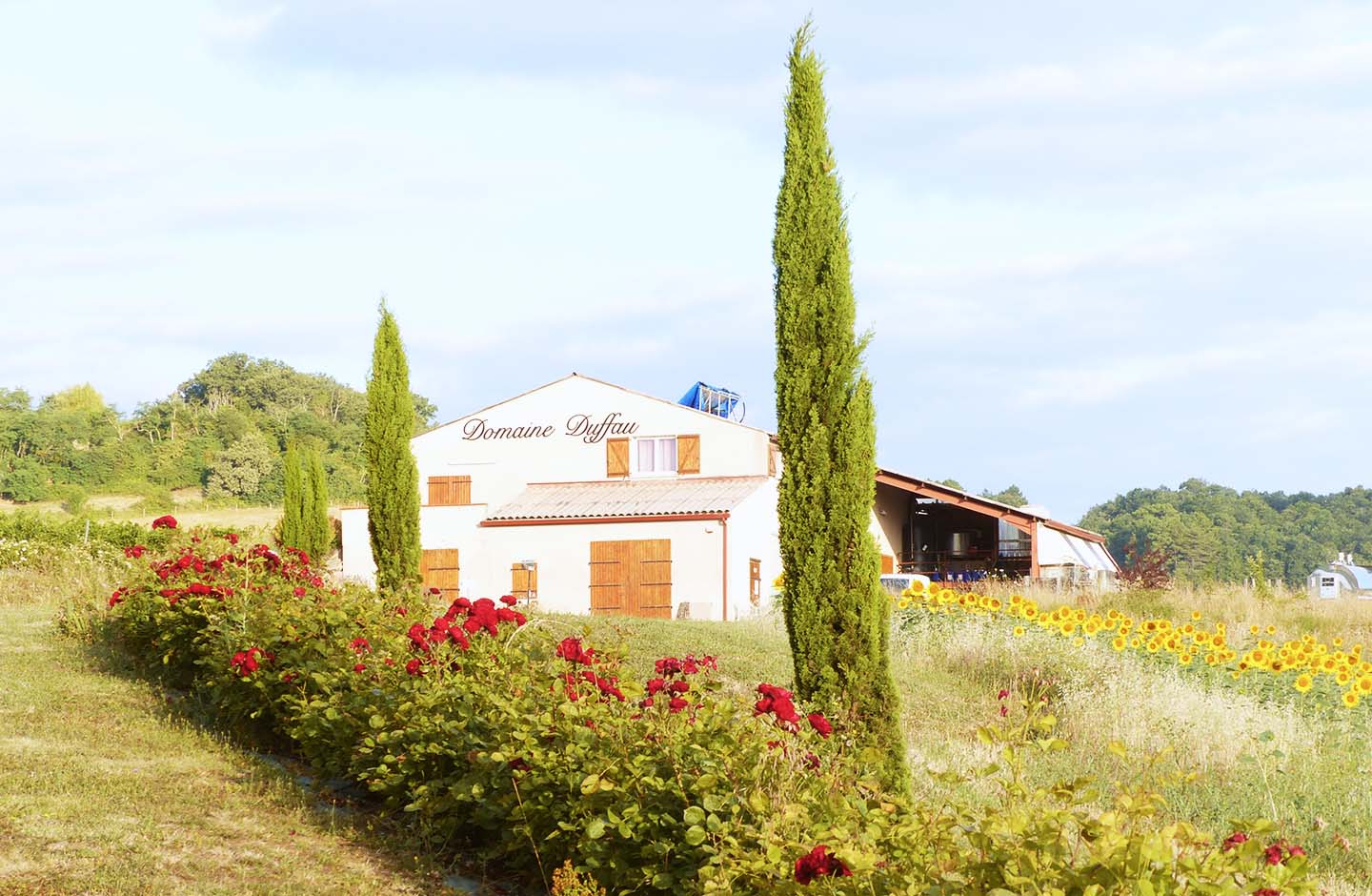 Duffau