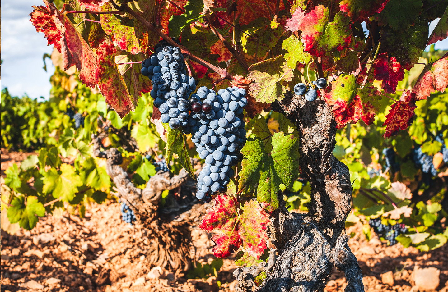 Uva Primitivo matura tra le foglie verdi e rosse, vigneto ad alberello in Puglia