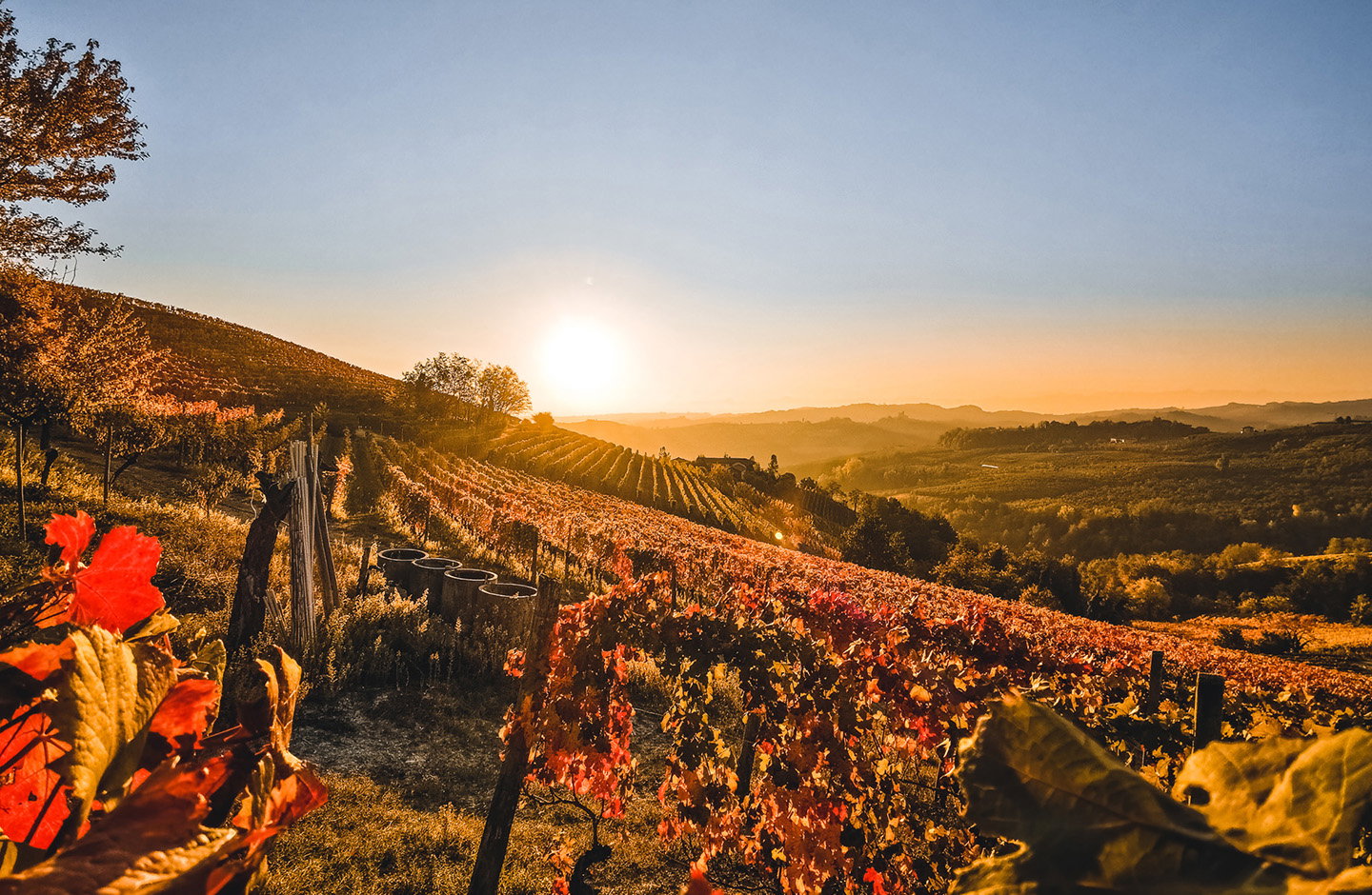 Vigneti sulle colline del Piemonte al tramonto, paesaggio autunnale italiano con filari e vista panoramica.