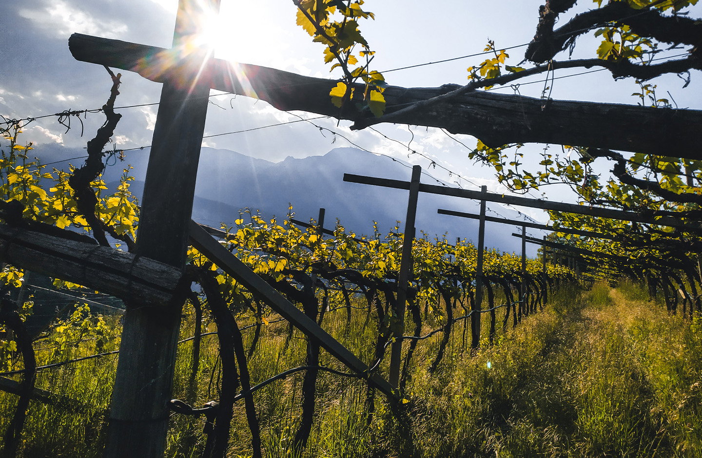 Filari di viti in Trentino, vista sulle montagne, simbolo della zona spumantistica Trento DOC